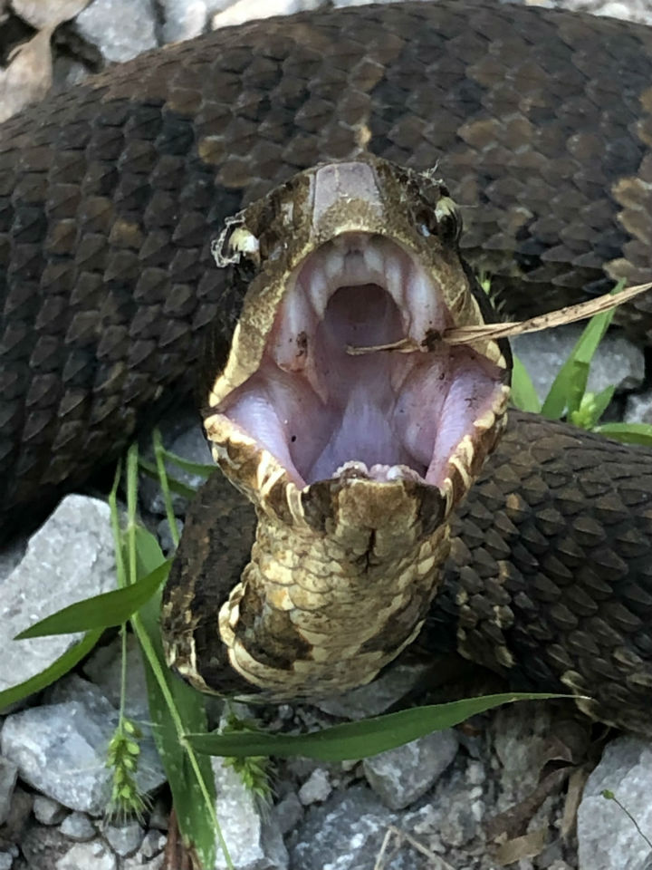 Cottonmouth